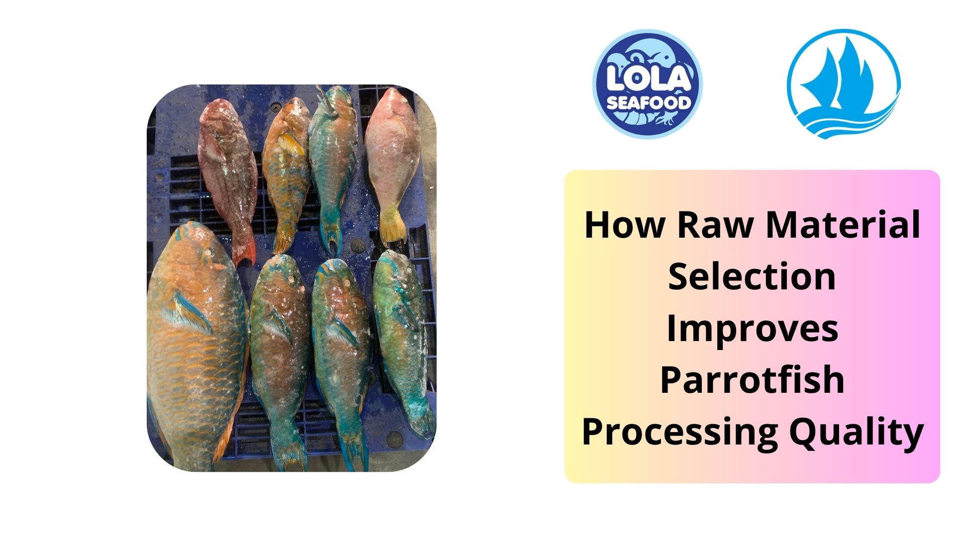  How Raw Material Selection Improves Parrotfish Processing Quality